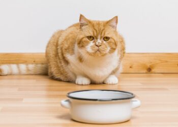 Kedi yemek yemiyorsa ne yapmalı?