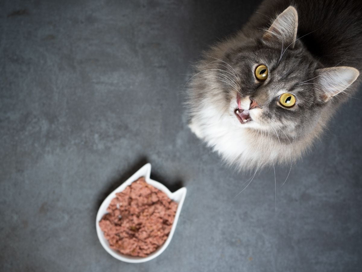 Kedi yemek yemiyorsa psikolojik kaynaklı olabilir